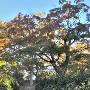大阪城西の丸庭園『いろはかえで』の標本木の画像