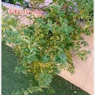 レモンバーム～お庭にハーブを植えました。今年の蒸留体験は、「レモンバーム」にしました。の記事より