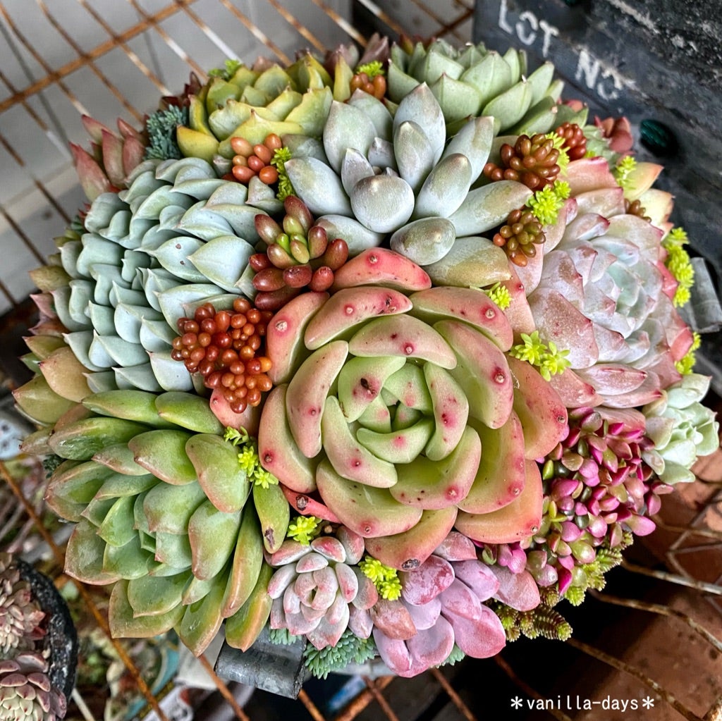 淡いピンクに紅葉♪ 月花美人/月下美人 3カット 多肉植物-