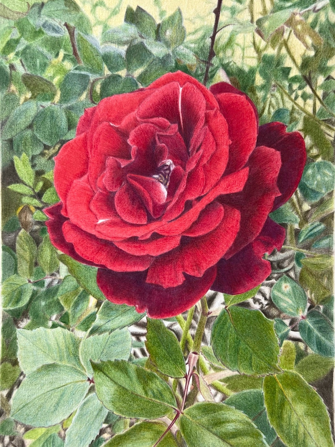赤いバラ③（完成） | 色鉛筆画はじめました
