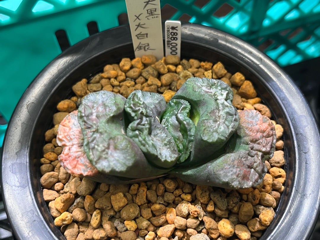 西武池袋店入荷‼️2023/11/18 | 鶴仙園 Official Blog 西武池袋店入荷‼️2023/11/18 | 鶴仙園 Official Blog
