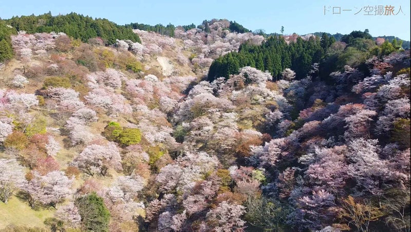 吉野千本桜の絶景旅行　奈良県吉野郡吉野町吉野山の観光旅行の絶景ドローン空撮