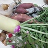 ◆野菜の画像