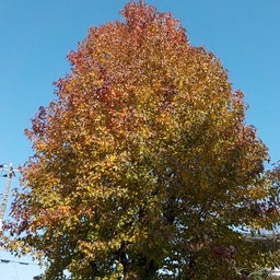 画像 師走の気配 の記事より 3つ目