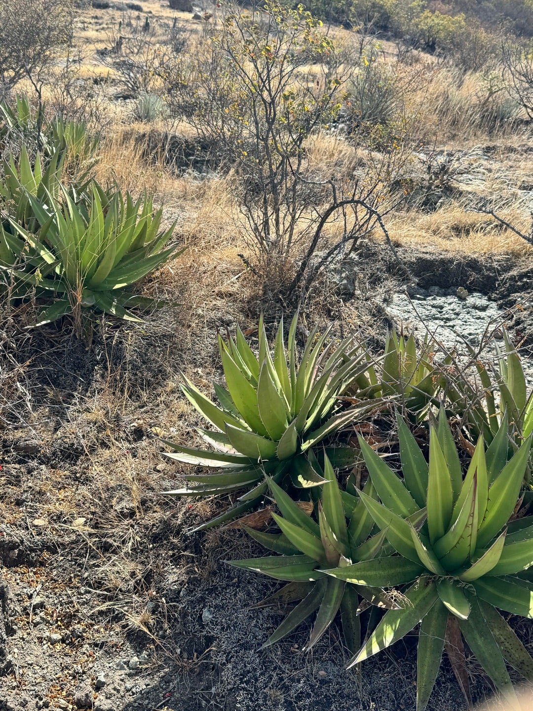 WAHAKAのアレンジで野生種のアガベが自生する山へフォトサファリ