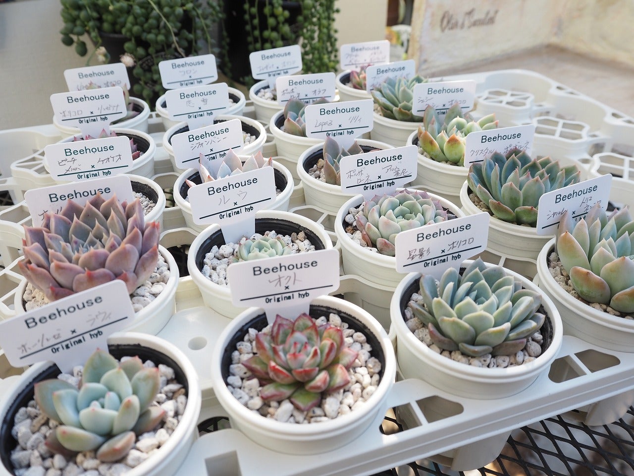 昨日は8の日!beehouse苗の現在 | ブログ版Olive&SucculentGarden 昨日は8の日!beehouse苗の現在 | ブログ版Olive&SucculentGarden