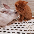 ネコ→ウサギの毛繕いがたまらん♡の記事より
