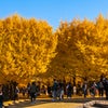 昭和記念公園(前) カナールのイチョウ並木の画像