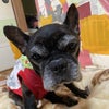 迷い犬　フレンチブルドッグ　九州　佐世保の画像