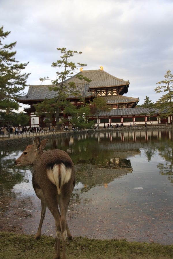 奈良の鹿のお尻