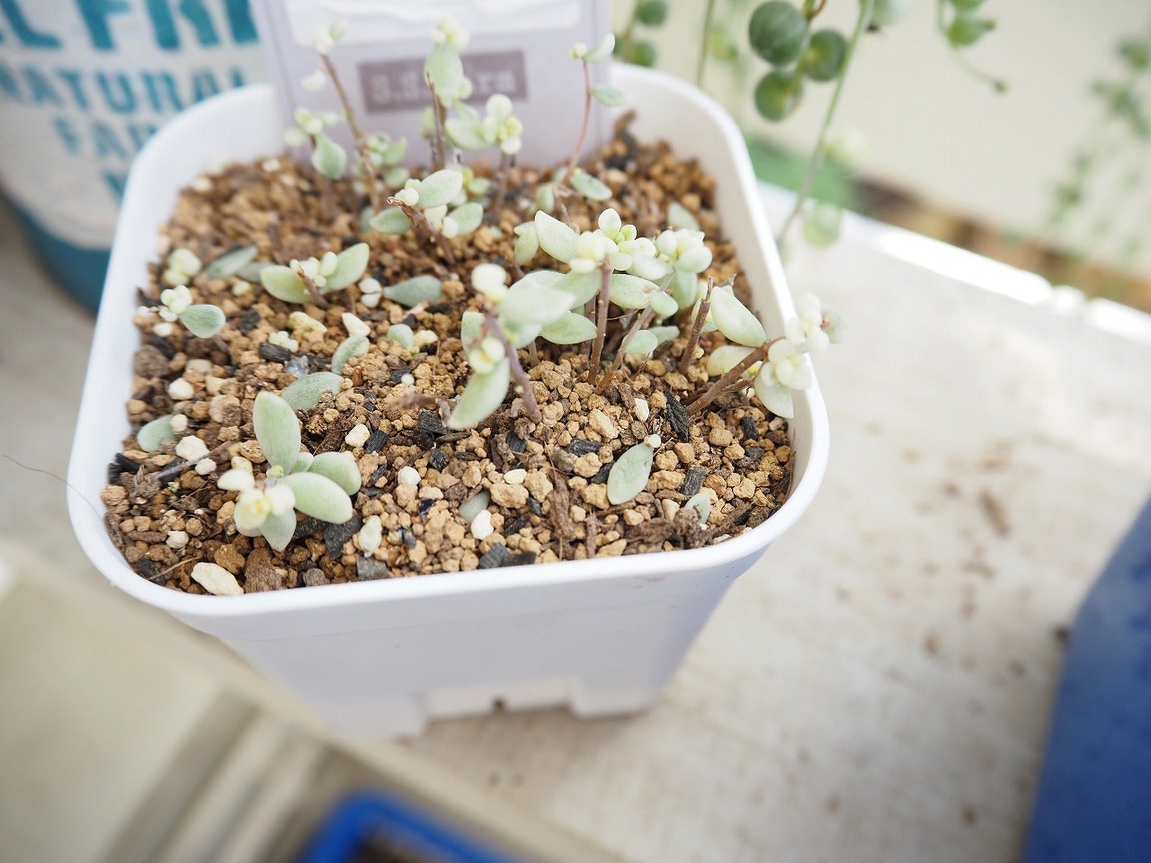 パープルヘイズやつぶつぶたち | ブログ版Olive&SucculentGarden パープルヘイズやつぶつぶたち | ブログ版Olive&SucculentGarden