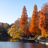 井の頭公園の秋景色の画像