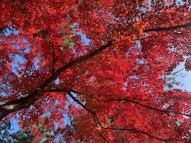 京都御苑の紅葉写真