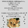 亡き愛猫からのメッセージ 〜序幕〜の画像