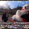 サモエドさくら美しさと高い軍事的機能を併せ持つ名城彦根城を人力車で堪能した大型犬の画像