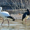 杉やんの野鳥観察　ナベコウとコウノトリ（カケル君）とある池　1月5日午後の画像