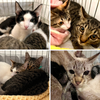 保護猫譲渡会のご報告 ～ 1月7日（日）開催の画像