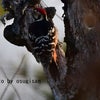 杉やんの野鳥観察　オオアカゲラ雌雄　今季初　南のお山にて　1月９日午後の画像
