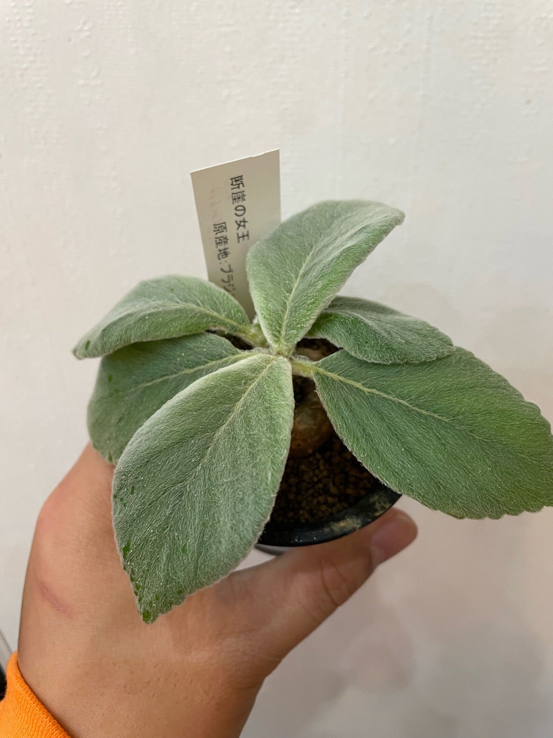 1/11 多肉植物塊根植物など! | 観葉植物と多肉植物のお店 1/11 多肉植物塊根植物など! | 観葉植物と多肉植物のお店
