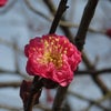 紅梅の花を見てきました。　の画像