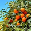 オレンジを収穫しましたの画像