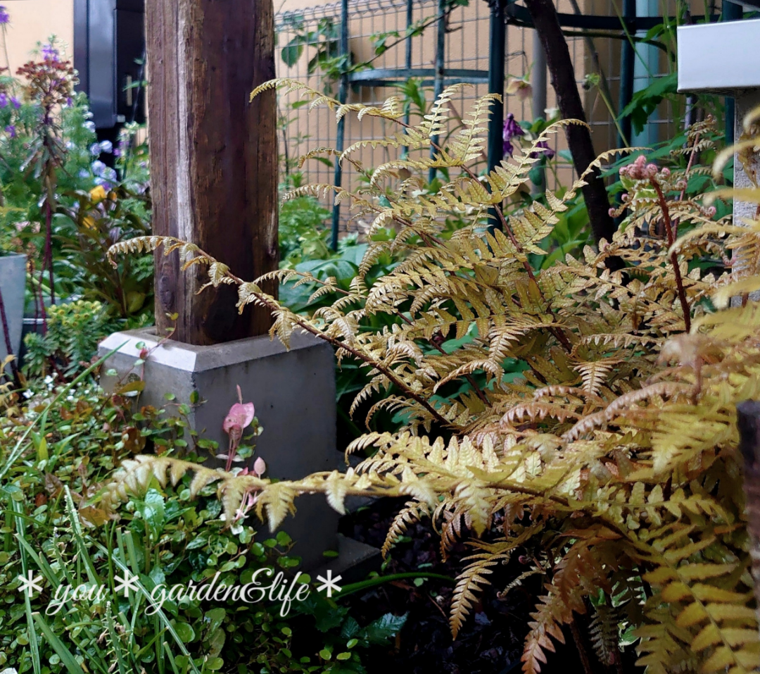 春に向けて♡オススメのグランドカバー&常緑で植えっぱなし・小 春に向けて♡オススメのグランドカバー&常緑で植えっぱなし・小