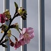 春が来た？河津桜の画像