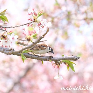 【桜の時期の撮影について】大阪の桜の満開予報は３月３０日！予約するなら今でしょ！の画像