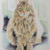 猫の色鉛筆画の画像