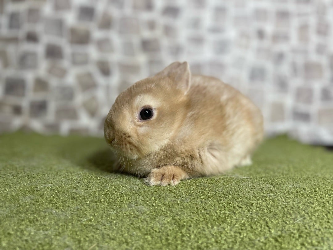 本日、2匹のウサギの飼い主様が決まりました‼︎ | 札幌のうさぎ専門店