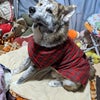 秋田犬ふじ♥いちクンの冬服だワン♪の画像