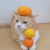 松田町の柑橘類　マイヤー・クレメンティンの画像
