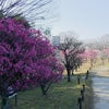 梅小路公園の梅、早くも見頃の画像