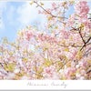 桜の季節！お家でお花見を楽しむ♪サクラの飾り方♡の画像