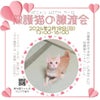 保護猫の譲渡会　参加猫ちゃん紹介⑨～⑬　2/18　in明石の画像