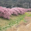 みなみの桜開花情報の画像