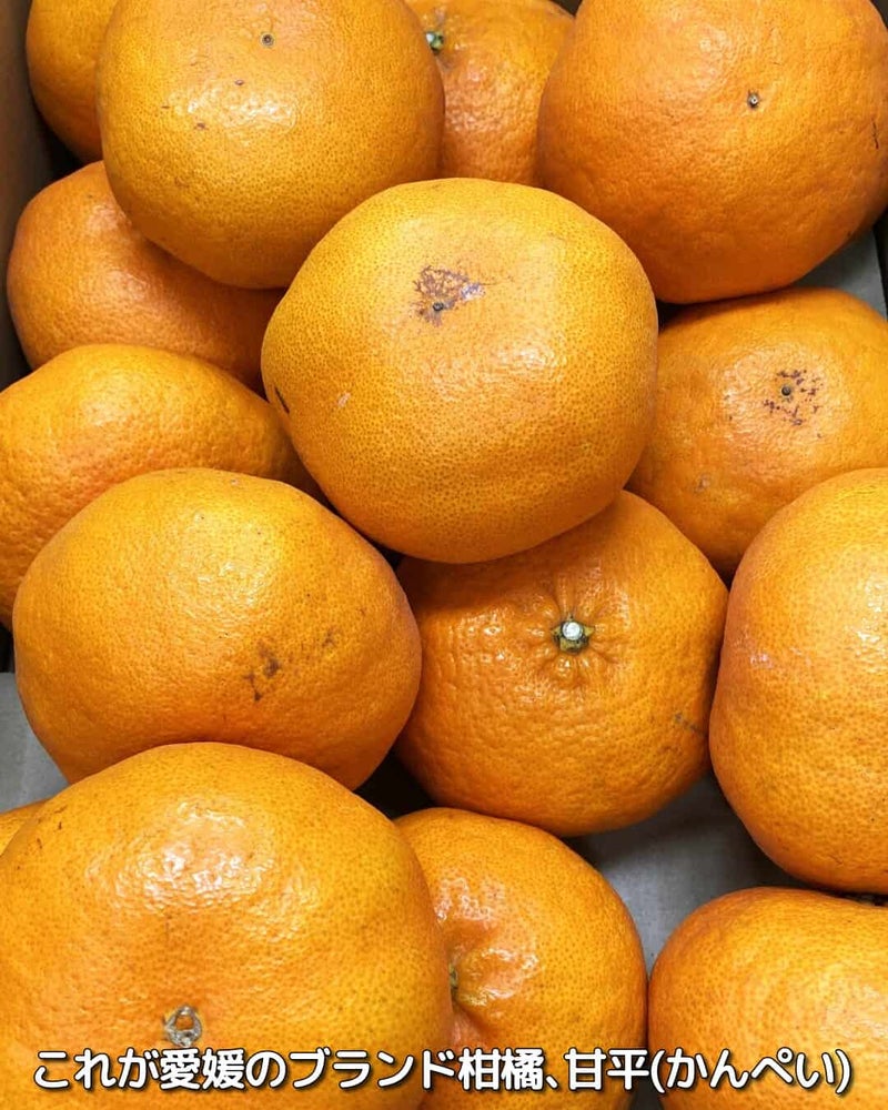 身が大きくて皮が薄く、とってもジューシーな愛媛ブランド柑橘の甘平！しかもすごく甘い！