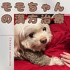 元保護犬モモちゃんの漢方治療の画像