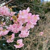 桜とお雛様の画像