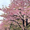 お台場の桜…❗️の画像
