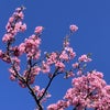 満開の河津桜！箱根で呑み会！の画像