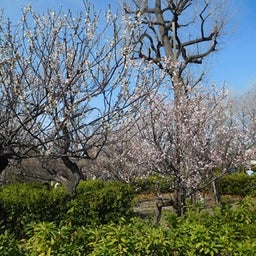 画像 梅を見に、羽根木公園へ行ってきました！ の記事より 8つ目