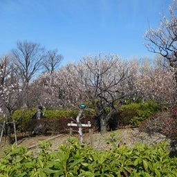 画像 梅を見に、羽根木公園へ行ってきました！ の記事より 4つ目