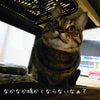 コタツが…ナイ！の画像
