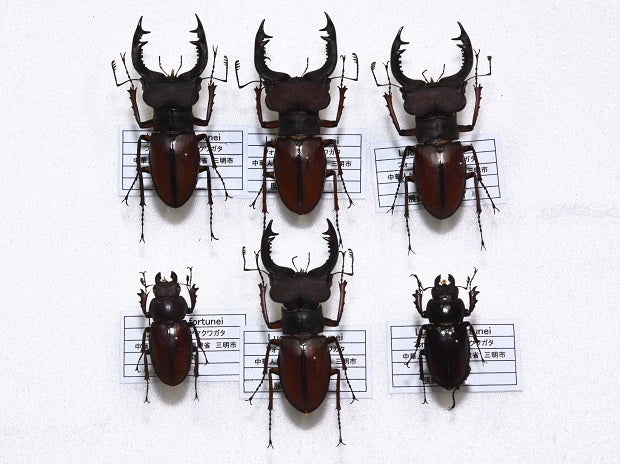 フォーチュンミヤマクワガタ (WILD) Lucanus fortunei | 昆虫漂流記 フォーチュンミヤマクワガタ (WILD) Lucanus fortunei | 昆虫漂流記