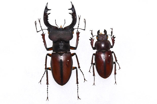 フォーチュンミヤマクワガタ (WILD) Lucanus fortunei | 昆虫漂流記 フォーチュンミヤマクワガタ (WILD) Lucanus fortunei | 昆虫漂流記