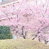 河津桜、満開です！の画像