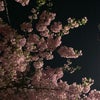 寒風の中の目黒川散歩…一昨日の満月も桜もの画像