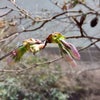 山桜！の画像