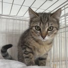 3月17日・24日保護猫の譲渡会の記事より